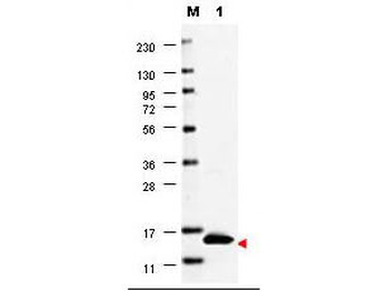 CSF2 Antibody