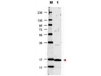 IL17A Antibody