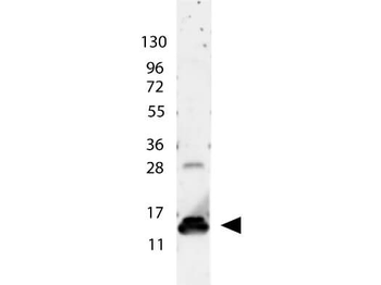 IL9 Antibody