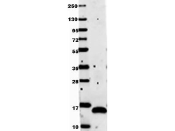 VEGFA Antibody