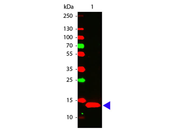 IL22 Antibody