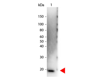 IL6 Antibody (HRP)