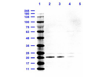 IL6 Antibody (HRP)