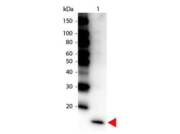 IL17F Antibody (HRP)