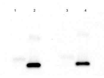IL2 Antibody (HRP)