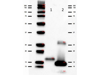 IL2 Antibody (HRP)