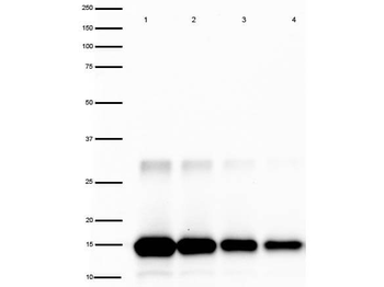 IL2 Antibody (HRP)