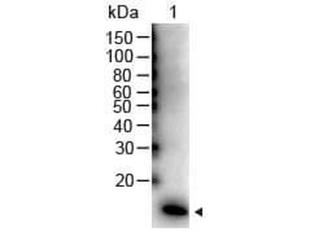 IL2 Antibody (HRP)