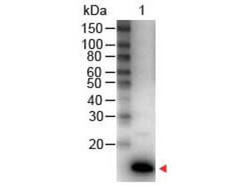 IL9 Antibody (HRP)
