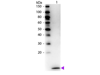 CCL20 Antibody (Biotin)