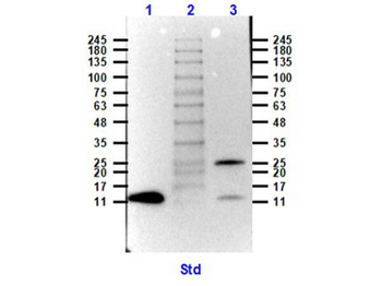 GDF15 Antibody (Biotin)