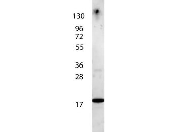 IL7 Antibody (Biotin)