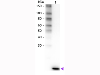 IL2 Antibody (Biotin)