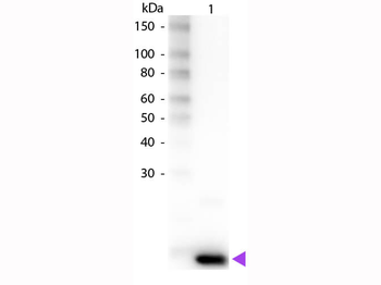 IL9 Antibody (Biotin)