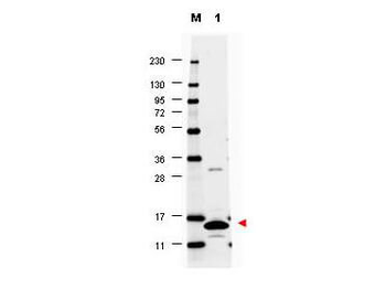 Csf2 Antibody