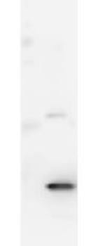 IL17a Antibody