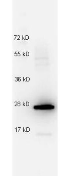 Il27 Antibody