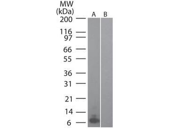 Mouse MIP-3 alpha (RAT) Biotin Conjugated Antibody