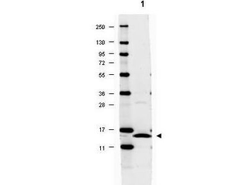 Il17a Antibody