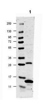Il17a Antibody