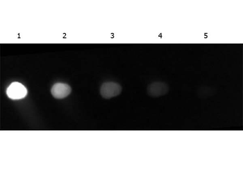 GFP Antibody Fluorescein Conjugated