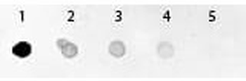 GFP Antibody Alkaline Phosphatase Conjugated