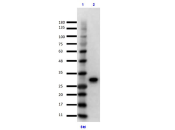 GFP Monoclonal Antibody