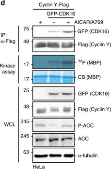 GFP Monoclonal Antibody