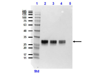 GFP Monoclonal Antibody