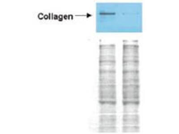 COL1A1/A2 Antibody