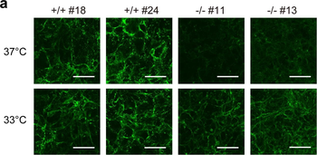 COL1A1/A2 Antibody