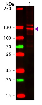 COL1A1/A2 Antibody