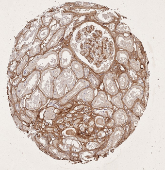 COL1A1/A2 Antibody