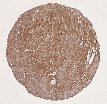 COL1A1/A2 Antibody