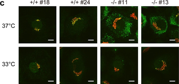 COL1A1/A2 Antibody