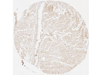 COL3A1 Antibody