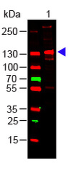 COL3A1 Antibody