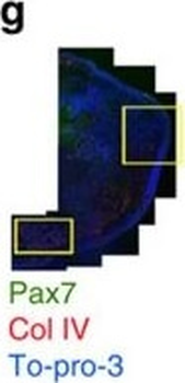 COL4A1-COL4A6 Antibody