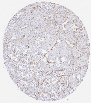 COL4A1-COL4A6 Antibody