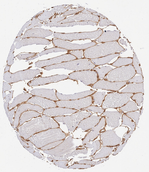 COL4A1-COL4A6 Antibody