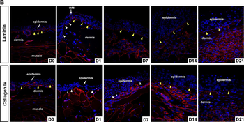 COL4A1-COL4A6 Antibody