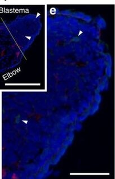 COL4A1-COL4A6 Antibody