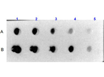 COL6A1-COL6A3 Antibody