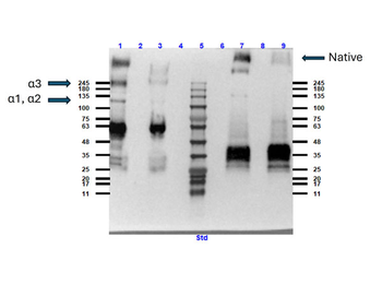 COL6A1-COL6A3 Antibody