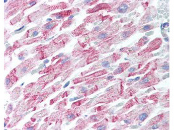 APP Antibody
