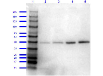 APP Antibody