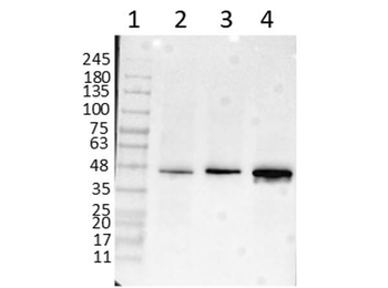 APP Antibody