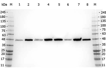 APP Antibody