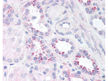RELA Antibody
