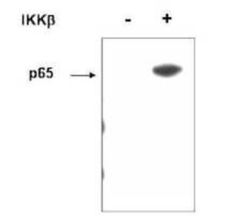 RELA Antibody